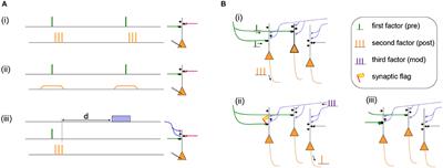 Eligibility Traces and Plasticity on Behavioral Time Scales: Experimental Support of NeoHebbian Three-Factor Learning Rules